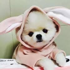 Trần Văn Việt avatar